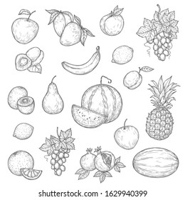 Fruit vector sketches with ripe apple, orange and banana, pineapple, mango and lemon, peach, grape and watermelon, plum, kiwi and pear, pomegranate, melon and apricot. Natural juice, dessert