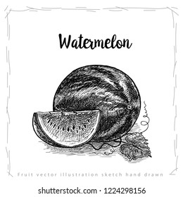 Fruit vector watermelon illustration sketch hand drawn isolated on white