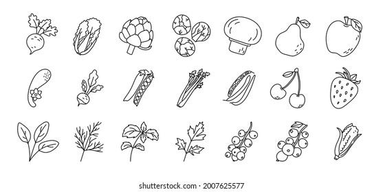 Fruit and vegetable sketch. Beetroot, artichoke, pear and cucumber. Radishes, peas, cherries and spinach. Celery, basil, dill and corn. Black line icon. Vector illustration set