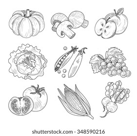 Fruit and Vegetables, Handdrawn Vector Illustration Set 