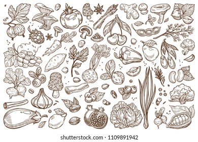 Fruit and vegetables monochrome sepia sketches big set