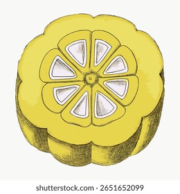 Fruit vintage ilustração, design botânico, vetor isolado no branco. Ilustração de fruta vintage isolada em branco, vetor. Ilustração de citrinos desenhados à mão.