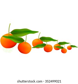 fruit wreath, realistic Mandarin