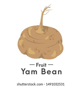 Fruit Yam Bean, Jicama Vector.