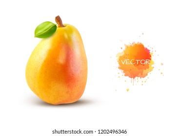 Fruit yellow pear with green leaf isolated on white background. Realistic vector. Illustration with watercolor stain and splashes.