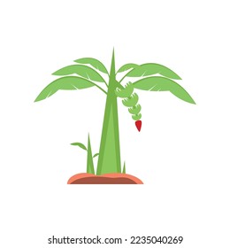 fruitful green banana tree. Palm plant. Outdoor plants for your decoration.