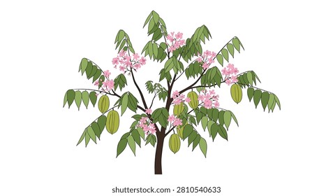 Fruitful starfruit tree featuring green carambola fruits and clusters of small pink blossoms on green leaves for an orchard illustration.