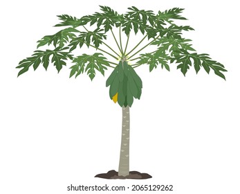 fruiting papaya tree on a white background. vector