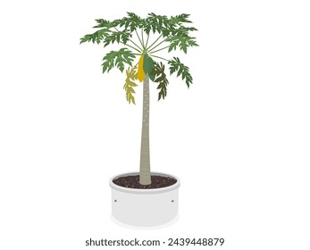 fruiting papaya tree on a white background. vector