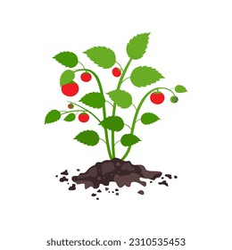 Fruiting tomato plant vector illustration in flat design. Green plants.