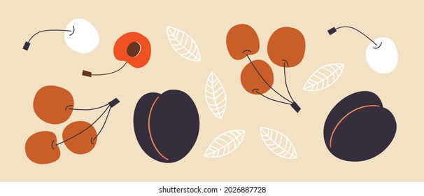 Fruits apricot, cherry vector illustration. Flat cartoon fruit, berries illustration. Summer harvest. Isolated elements. Drawings for poster, card or background. Cartoon flat fruits illustration.