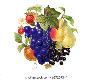 Fruits and berries. Decoration with grapes, pears, black currant, apple and strawberries on a white background. Realistic vector illustration art. Vintage. Hand drawing. Kitchen design.