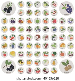 Fruits and berries. A large set of vector icons