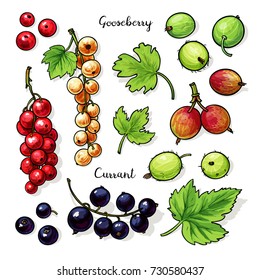 Fruits, berries with leaves coloring vector set. Currant, gooseberry, leaves. Hand drawn collection for design, isolated on white.