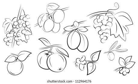 fruits and berries on branches with leaves set isolated on white vector illustration