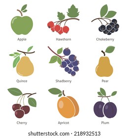 Fruits and berries. Set. Vector for your design