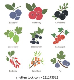 Fruits and berries. Set. Vector for your design