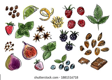 Fruits, berries, spices. Vector sketch of food in ink on a white background. Mint, chocolate, blackberries, raspberries, strawberries, figs, blueberries, lime, coffee, zest