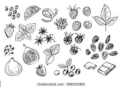 Fruits, berries, spices. Vector sketch of food in ink on a white background. Mint, chocolate, blackberries, raspberries, strawberries, figs, blueberries, lime, coffee, zest