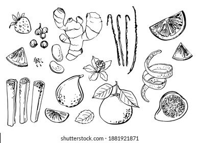 Fruits, berries, spices. Vector sketch of food in ink on a white background. Mint, strawberry, figs, zest, tangerine, vanilla, ginger, cinnamon