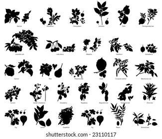 Fruits and berries vector plants silhouettes set with title