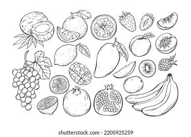 Frutos y bayas, conjunto vectorial ilustraciones de boceto dibujadas a mano sobre fondo blanco.