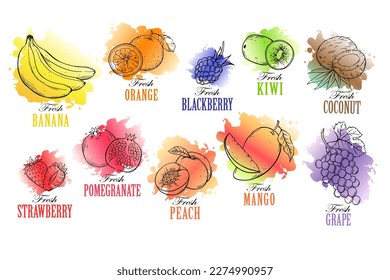 Fruits and berries, vector set hand drawn sketch illustration on watercolor spot on white background.