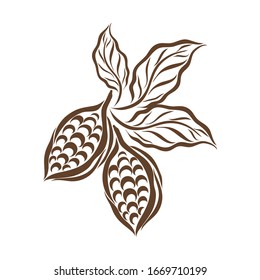 The fruits of cocoa beans. Set. The arm is extended. Label. Logo. Vector illustration.
