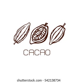 The fruits of cocoa beans. Set. Hand drawn. Label. Logo. Vector illustration.