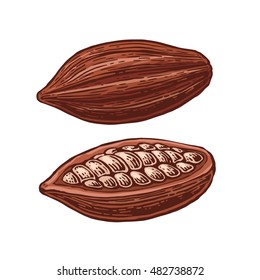 Fruits of cocoa beans. Vector color vintage engraving illustration. Black on white background.