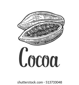 Fruits of cocoa beans. Vector vintage engraved illustration. Isolated on white background.