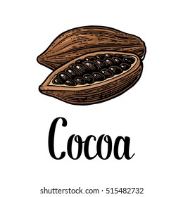 Fruits of cocoa beans. Vector vintage color engraved illustration. Isolated on white background.