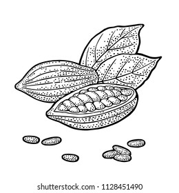 Fruits of cocoa with leaves and beans. Vector vintage engraving illustration. Isolated on white background. Hand drawn design element for label and poster
