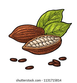 Fruits of cocoa with leaves and beans. Vector vintage engraving illustration. Isolated on white background. Hand drawn design element for label and poster