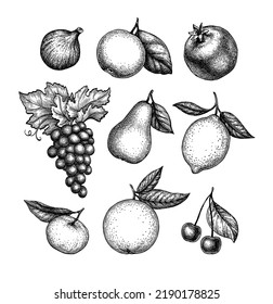 Fruits collection. Set of ink sketches. Hand drawn vector illustration. Vintage style stroke drawing.