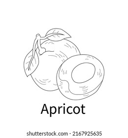 Fruits coloring pages, Easy and simple fruit line art for kids and toddler, Apricot 