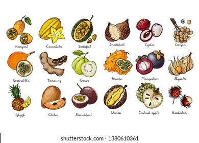 Fruits drawn by a line on a white back. Salak, Lychee, longan, Kiwano, Mangosteen, Physalis, Rambutan, Kumquat, Carambola, Jackfruit, Granadilla, Passionfruit, Guava, Tamaring, Pineapple, Durian.