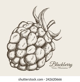 fruits drawn design, vector illustration eps10 graphic 