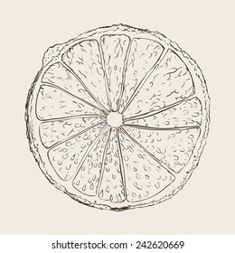 fruits drawn design, vector illustration eps10 graphic 