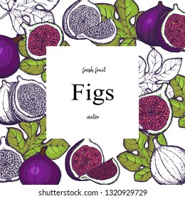 Fruits of Fig tree ,whole and part, with leaves isolated on white  background.Vector design with hand drawn figs sketch.