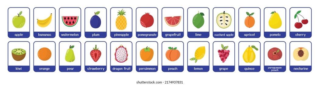 Fruits flashcards bundle. Big collection with different fruits. Cards for kids in cartoon style. Learning material. Vector illustration