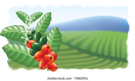 Fruits and flowers of coffee tree. Vector illustration.