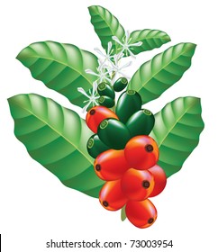 Fruits and flowers of coffee tree. Vector illustration.