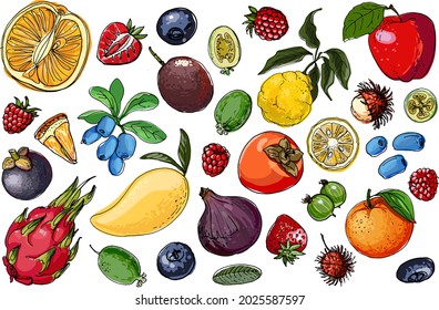 Fruits food vector. Color sketch of products. Decor for kitchen and restaurant. Farm fruits and berries. 