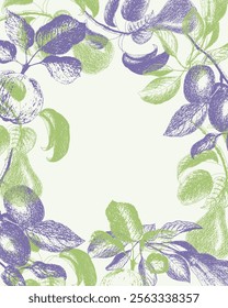 Fruits frame with pear, apple, plum, market menu design. Healthy food poster. Vintage hand drawn sketch, imprint fruits green and purple colors.