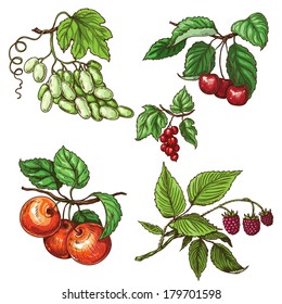 Fruits of grapes, cherry, apple, currant and raspberry on branches.