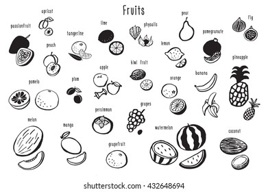 fruits graphic vector set