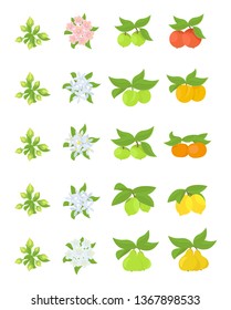 Fruits growth stages. Apple, peach and lemon mandarin pear phases. Vector illustration. Ripening progression. Fruit life cycle animation plant.
