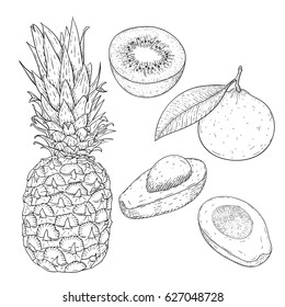 Fruits. Hand drawn sketch. Vector illustration isolated on white background