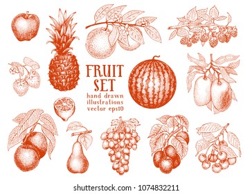 Fruits hand drawn vector illustration set. Retro engraved style illustrations. Can be use for menu, label, packaging, farm market products.